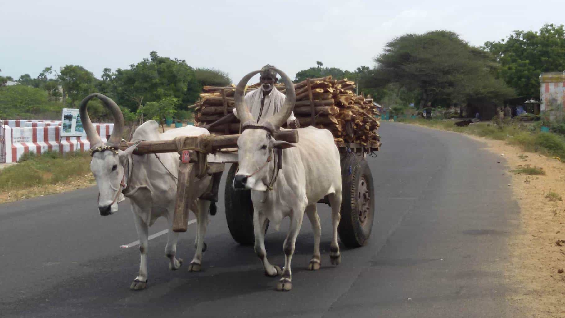 Bullock cart man riding